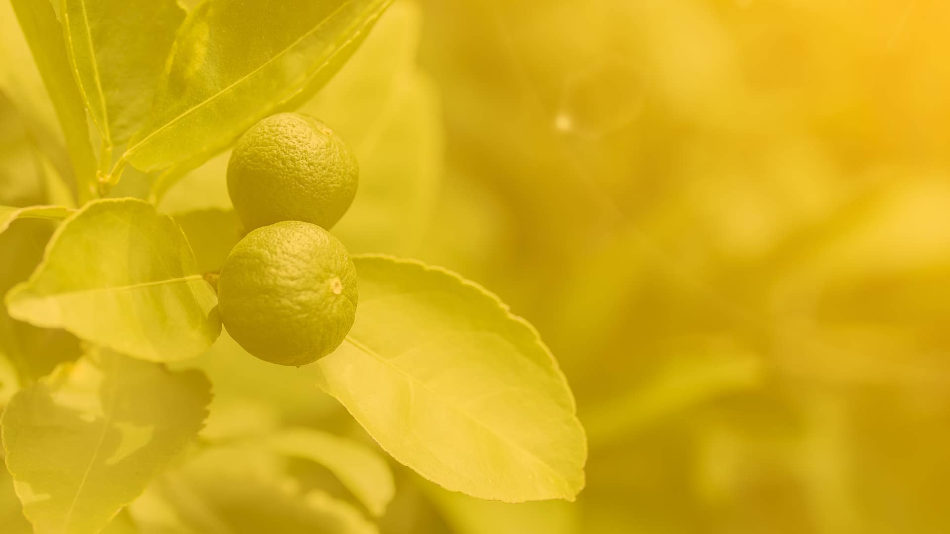 Fruits