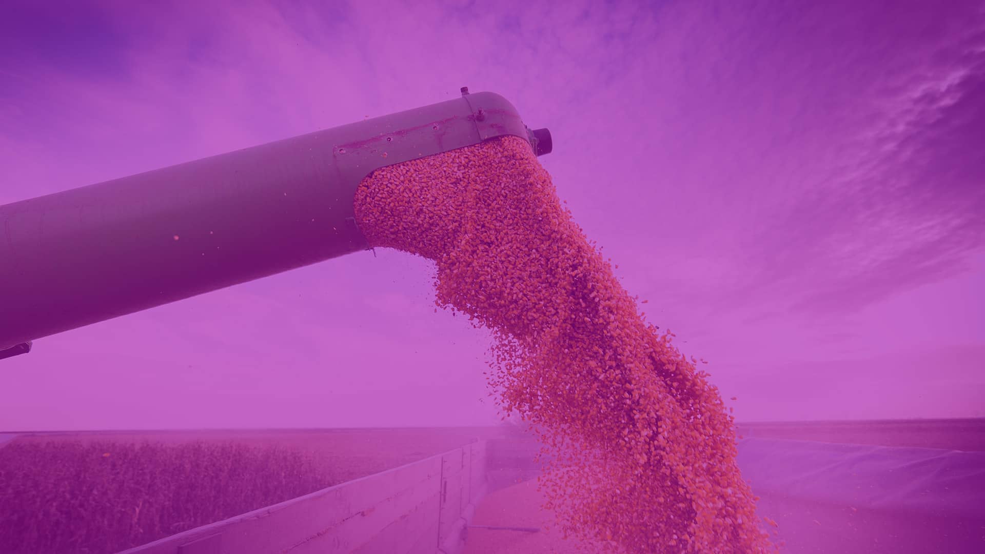 Grains